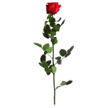 Stabiliseeritud Amorosa standard bulk red