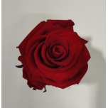 Stabiliseeritud roos GRANDE 6tk FOREVER RED