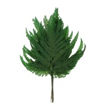 Stabiliseeritud Fougere Plume Vert