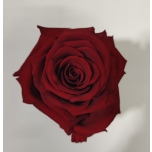 Stabiliseeritud roos GRANDE 6tk MAGIC RED