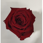 Stabiliseeritud roos GRANDE 6tk MAGIC RED