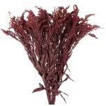 Stabiliseeritud Solidago Bordeaux 40/60 1 Pakk