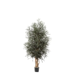 Stabiliseeritud Wide Tree Parvafolia 1.80m Green 1TK