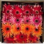 Gerbera KV Pasta mix*15