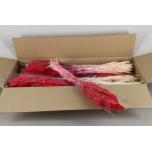 Dried Lagurus Red (100g) 75cm (pk)