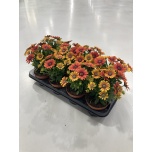 Osteospermum Kuldkakar purple sun 12cm