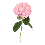 HYDR. HORTENSIA M PAINTED PINK 60CM (EC)*5