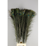 Pauwenveren Peacock Feather Eye Paabulinnu suled 110cm