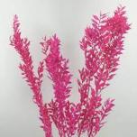 Dried Ruscus paint Cerise (tk)