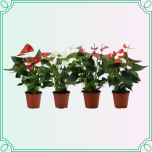 8M Anthurium Flamingolill