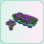 8M Campanula Kellukas