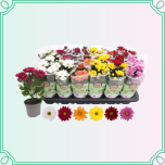 8M Chrysanthemum Krüsanteem MIX