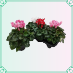 8M Cyclamen Alpikann SUUR