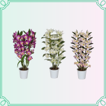 8M Dendrobium Dendroobium