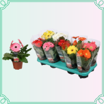8M Gerbera Gerbera
