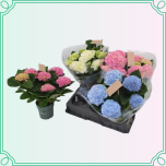 8M Hydrangea Hortensia SUUR