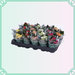 8M Kalanchoe Kalanhoe VÄIKE