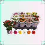 8M Kalanchoe Kalanhoe
