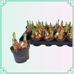 8M Narcissus Nartsiss