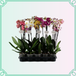 8M Phalaenopsis Kuuking 2ÕV