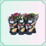 8M Rosa Potiroos MIX