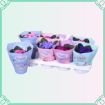 8M Saintpaulia Varjukannike