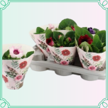 8M Sinningia Sinningia MIX