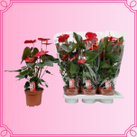 EMA Anthurium Flamingolill suur