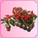 EMA Anthurium Flamingolill väike