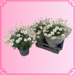 EMA Argyranthemum/Osteospermum Hõbekakar/Kuldkakar suur