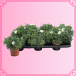 EMA Argyranthemum Hõbekakar väike