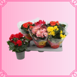 EMA Begonia Begoonia väike