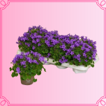 EMA Campanula Kellukas