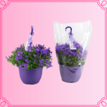 EMA Campanula Kellukas ampel