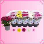 EMA Chrysanthemum Krüsanteem mix