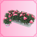 EMA Dianthus Nelk roosa täidisõis