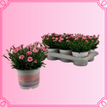 EMA Dianthus Nelk virsik/roosa lihtõis