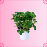 EMA Fragaria Maasika ampel