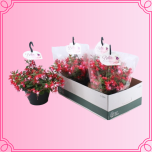 EMA Fuchsia Fuksia ampel
