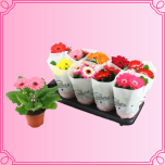 EMA Gerbera Gerbera mix