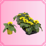 EMA Helianthus Päevalill