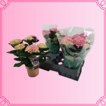 EMA Hydrangea Hortensia roosa