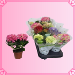 EMA Hydrangea Hortensia väike mix