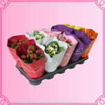 EMA Kalanchoe Kalanhoe suur mix