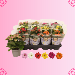 EMA Kalanchoe Kalanhoe väike mix