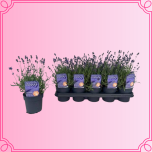 EMA Lavandula Lavendel