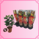 EMA Lilium Liilia mix