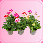EMA Pelargonium Pelargoon punane/roosa/fuksia