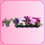 EMA Petunia Petuunia mix