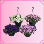 EMA Petunia Petuunia mix ampel